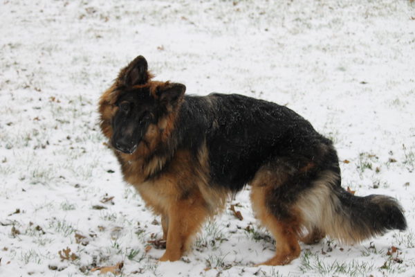 cree-first-snow cree first snow